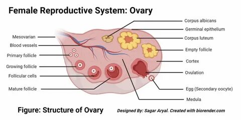 Human Female Reproductive System Organs, Structure, Functions 3. Structure ...