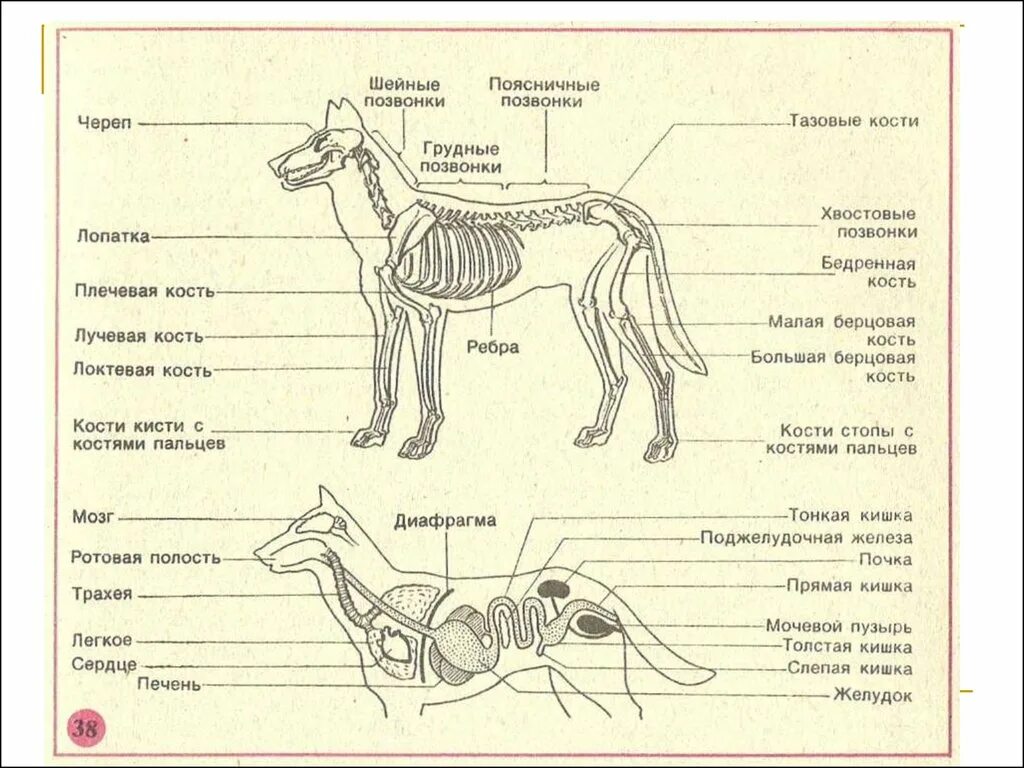 52. Особенности внутреннего строения млекопитающих