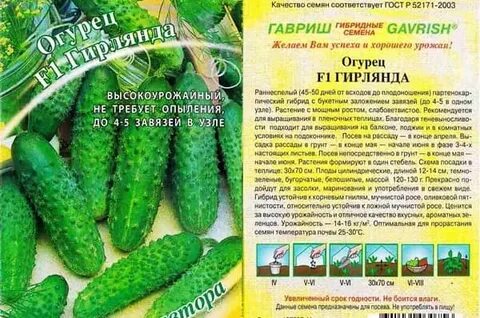 Сорт огурцов сибирская гирлянда отзывы