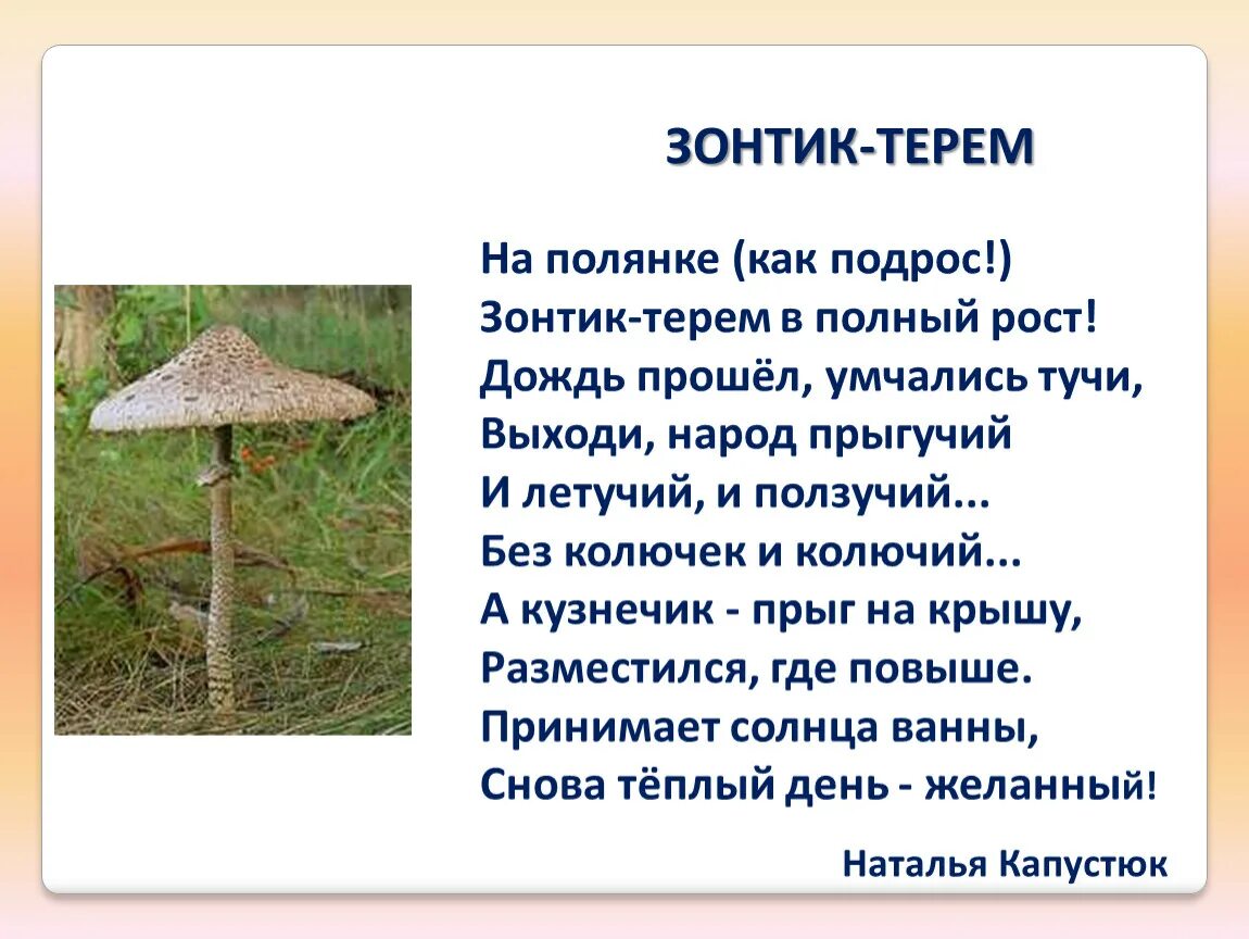 Зонтики загадка. Гриб-зонтик. Стихотворение про зонтик. Загадка про гриб зонтик. Гриб зонтик стихи.