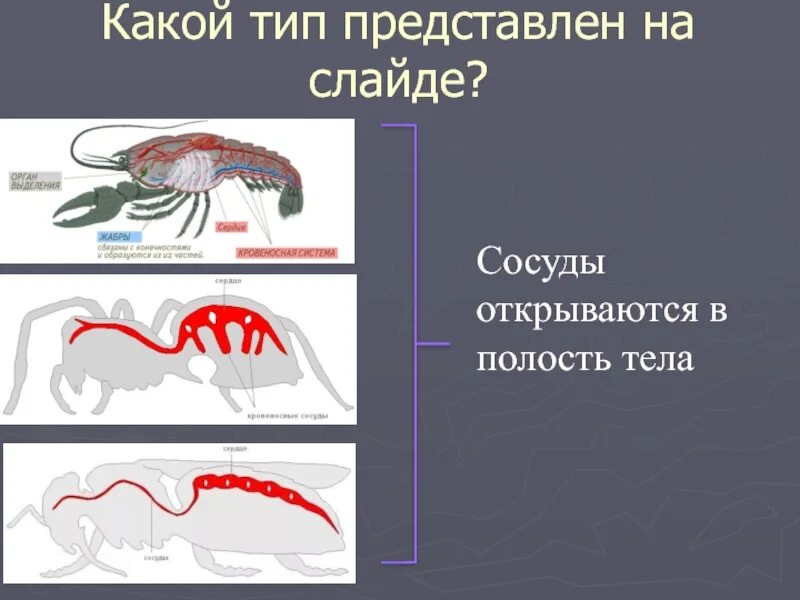 У каких беспозвоночных замкнутая кровеносная система. Эволюция кровеносной системы беспозвоночных. Эволюция кровеносной системы у беспозвоночных животных. Строение кровеносной системы беспозвоночных животных. Кровеносная система животных таблица.