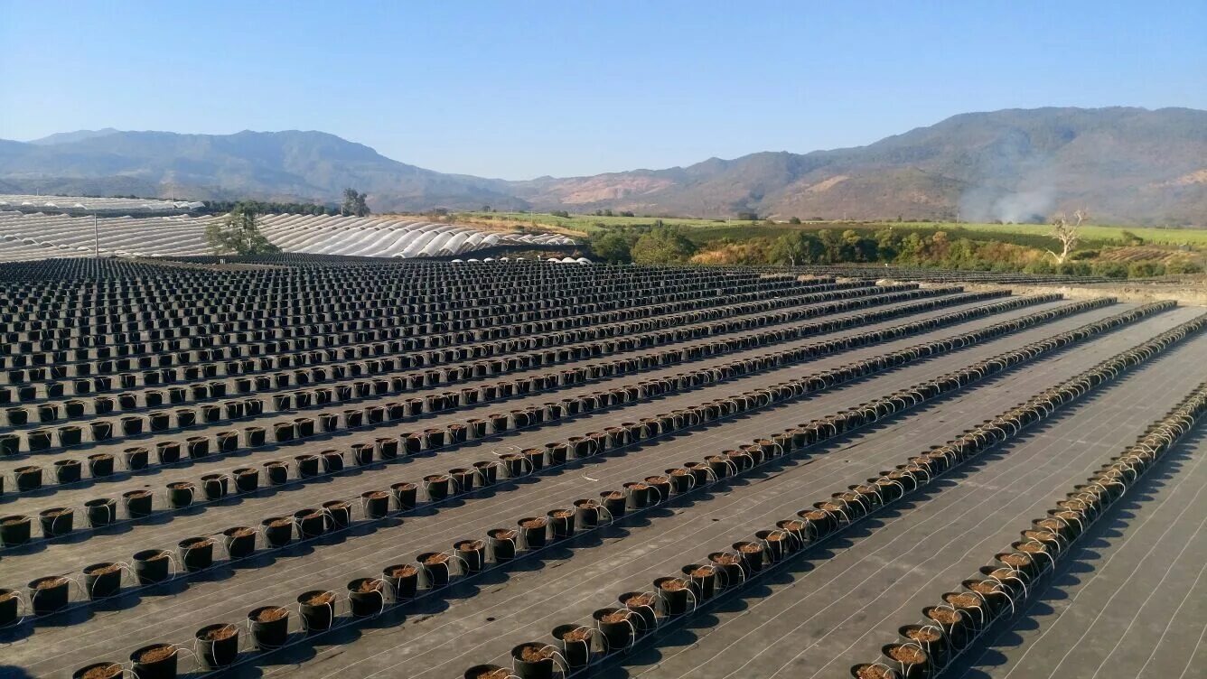 Over a large area. 20 район токио. Шкала магнитуд. Garden italy. The angle of inclination of the sun.