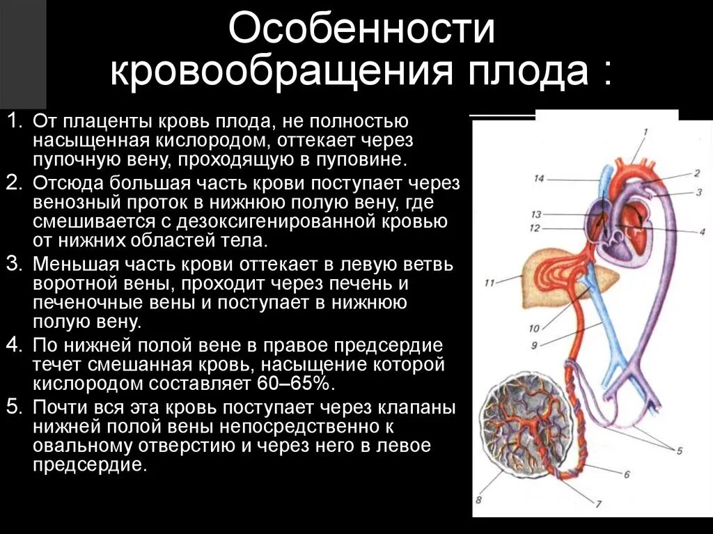 Особенности гемодинамики. Кровообращение плода боталлов проток. Плацентарное кровообращение плода схема. Графологическая структура кровообращения плода. Путь движения крови у плода.