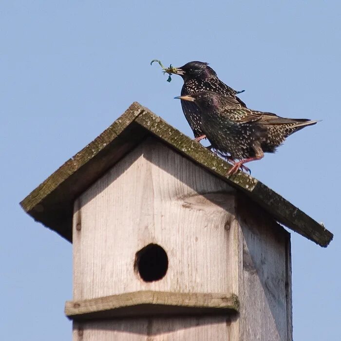скворечник для скворцов. скворец живет дома. перелетные птицы скворец у скворечника. гнездо скворца в скворечнике. скорец, суворовушка, скворечник.
