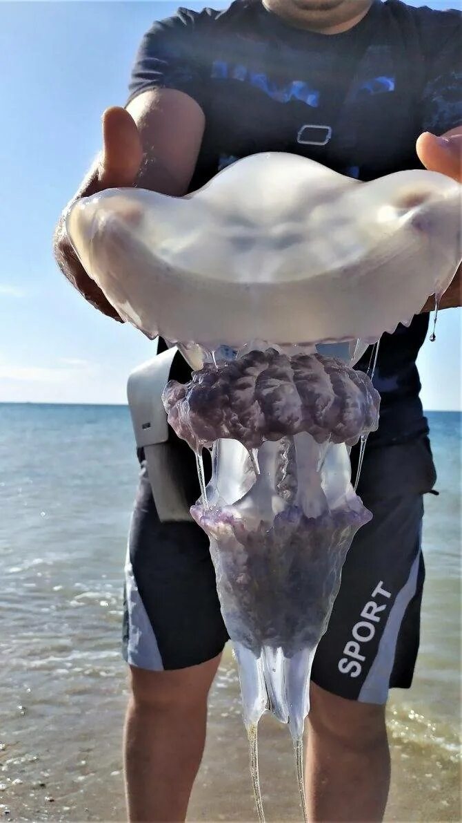 Опасны ли медузы черного моря для человека. Опасны ли медузы черного моря для человека. Опасны ли медузы черного моря для человека. Черноморская медуза корнерот. Жалящие медузы черного моря.