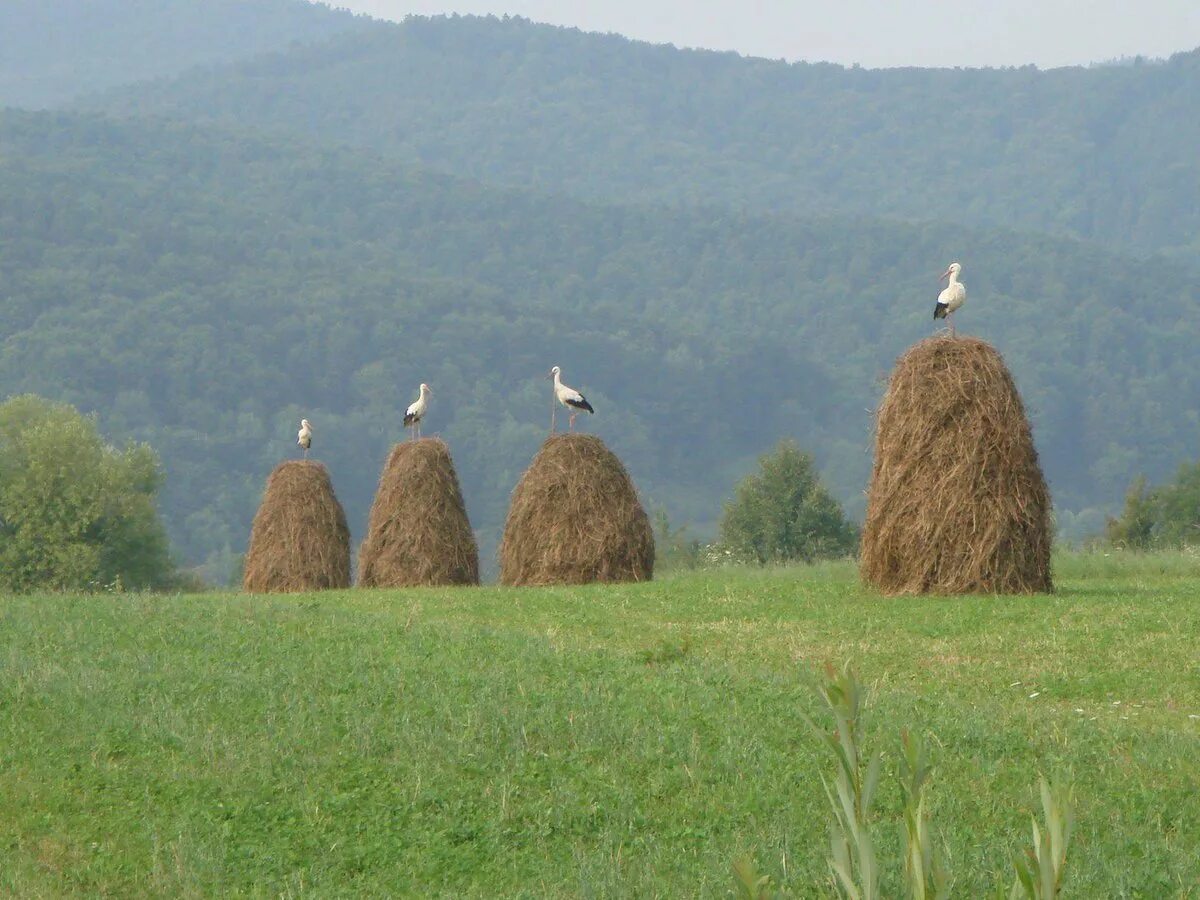 Стог. Стог сена на лугу. Гора копна. Скирда сена.