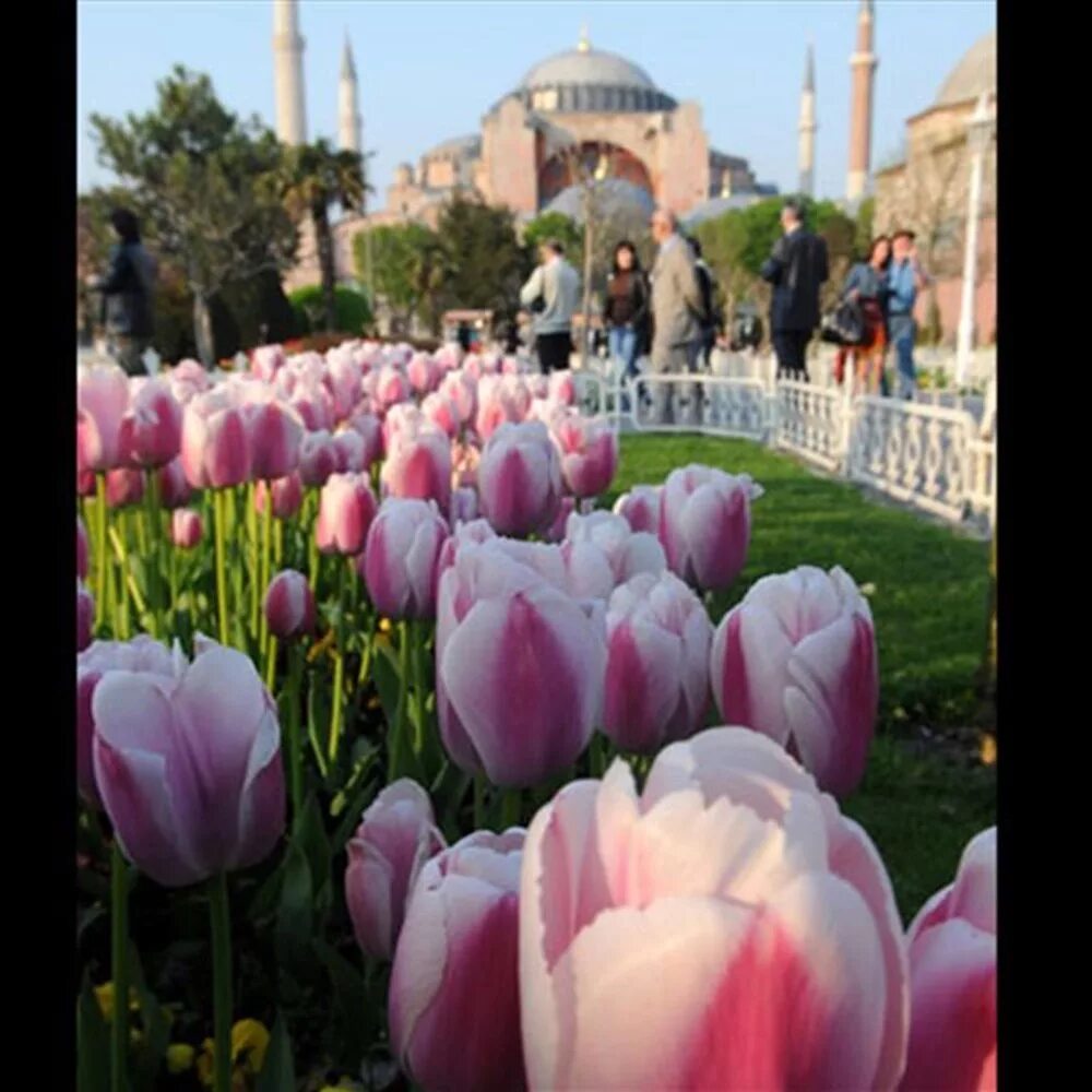Праздники в стамбуле 2024. Йылдыз парк Стамбул фестиваль тюльпанов. Султанахмет фестиваль тюльпанов. Фестиваль тюльпанов в Стамбуле 2023. Султанахмет Стамбул тюльпаны.
