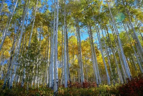 Внутренность рощи