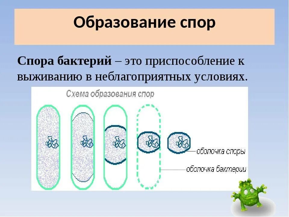 Оболочка споры бактерии