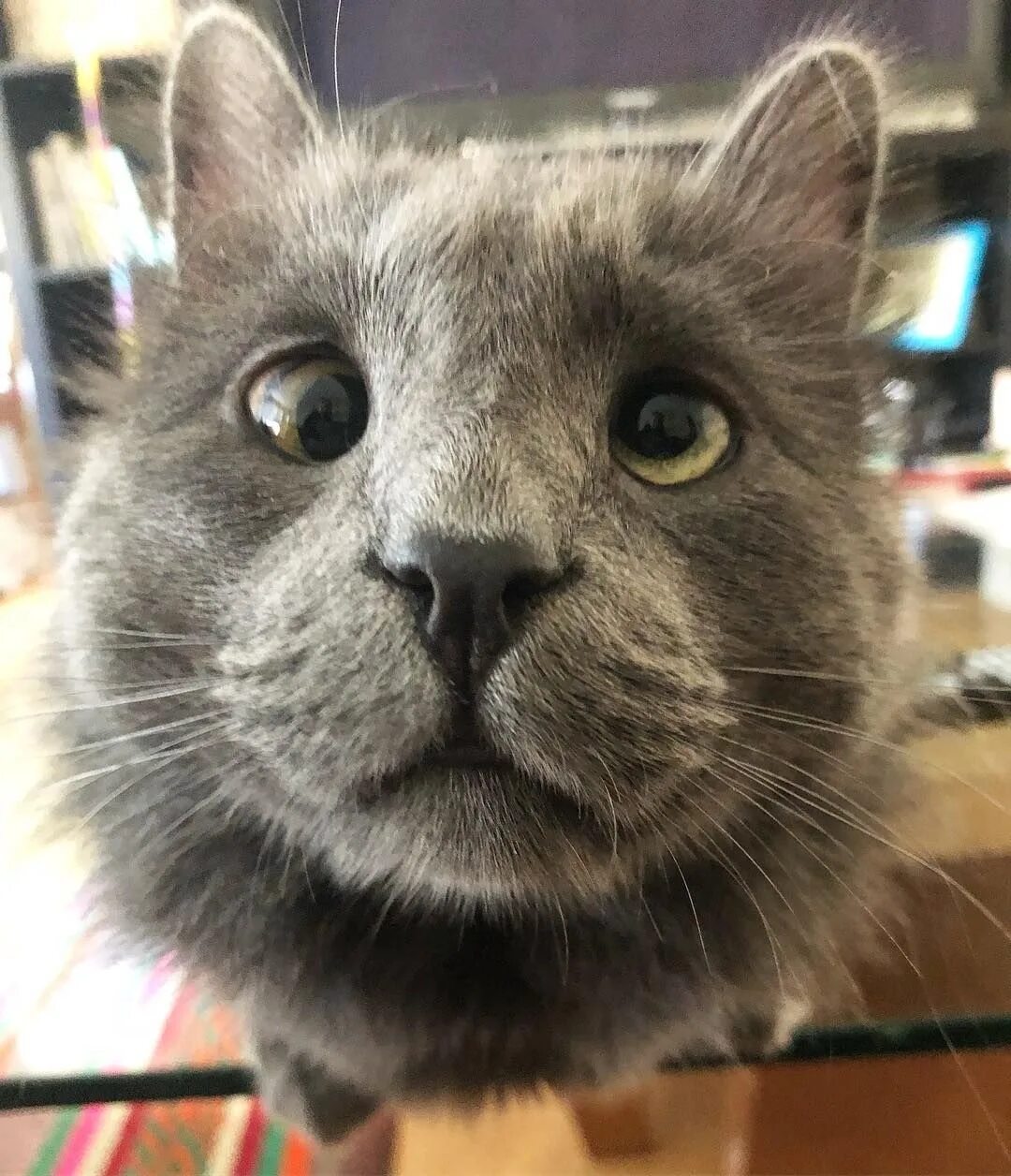 Забавный взгляд. Смешная кися. Кошка с косыми глазами. Кошка с косыми глазами. Кот с вытаращенными глазами.