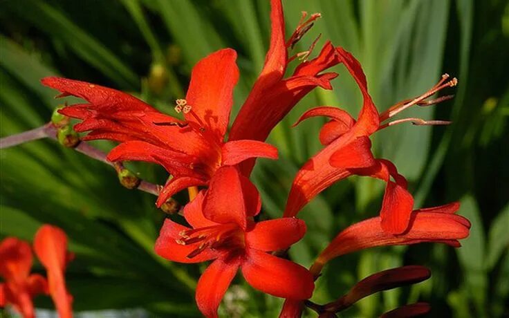 Crocosmia TWILIGHT FAIRY ™ 'Crimson' TERRA NOVA ® Nurseries, Inc.