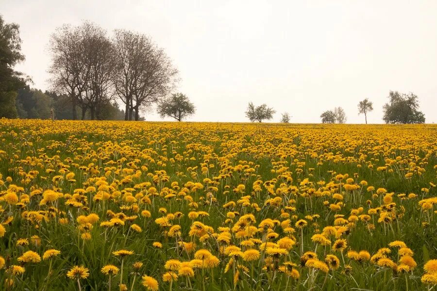поле одуванчиков песня. поля одуванчиков весна. свобода поле одуванчиков. айша зеленодольский район поле одуванчиков. одуванчиковое поле горы.