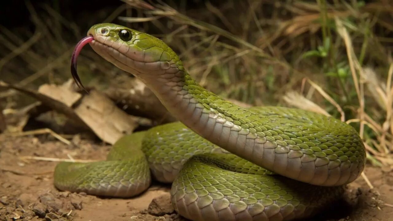 Рептилия - гадюка. Подземные змеи. Чешуйчатые пресмыкающиеся. Все змеи рептилии. Морда змеи.