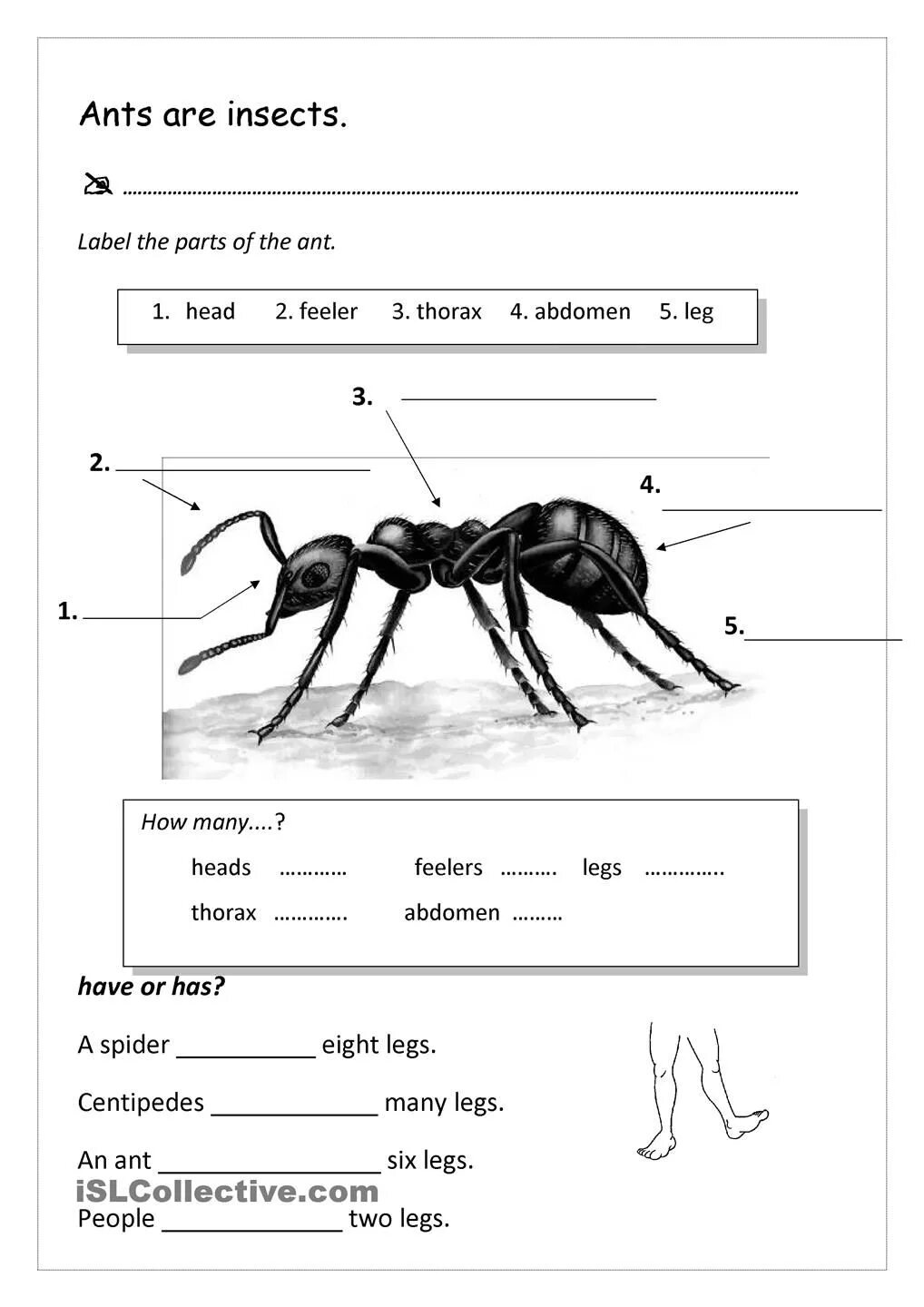 Муравей на английском. Ant Worksheet. \Задания на англ про муравьев. Описание муравья на англ яз.