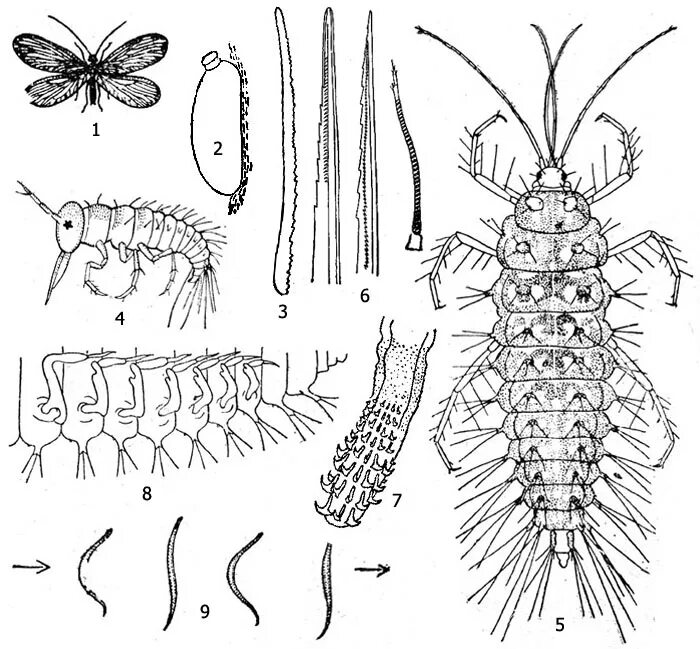 Sisyra fuscata. Циприсовидная личинка. Личинка 3й стадии h lineatum. Личинка рисунок.