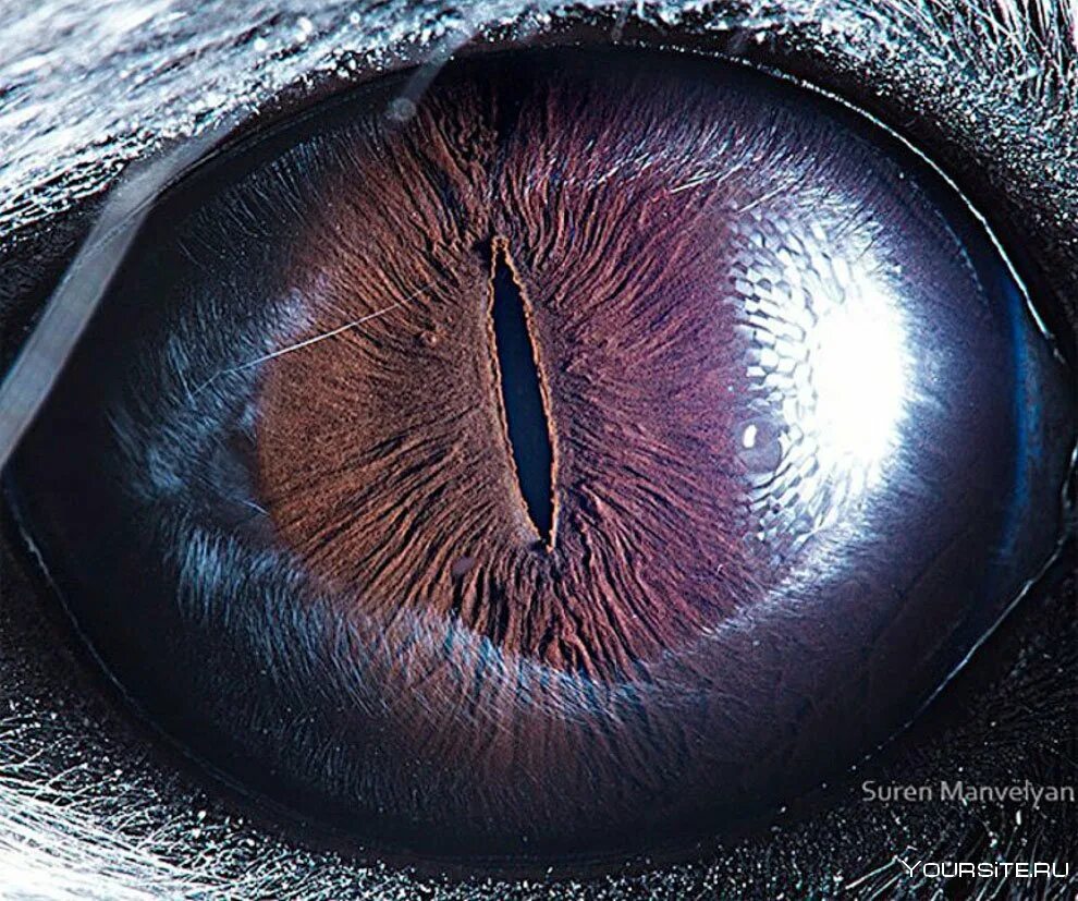 Сурен Манвелян глаза. Сурен Манвелян глаза животных. Макросъемка глаза. Глаз крупным планом.