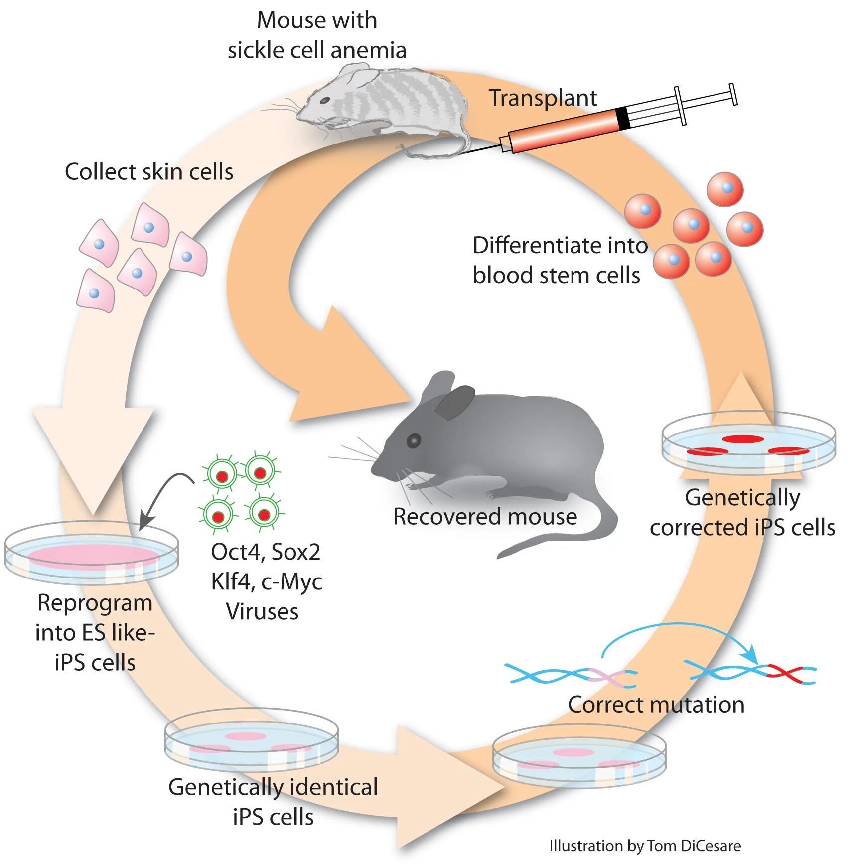 Mice cells