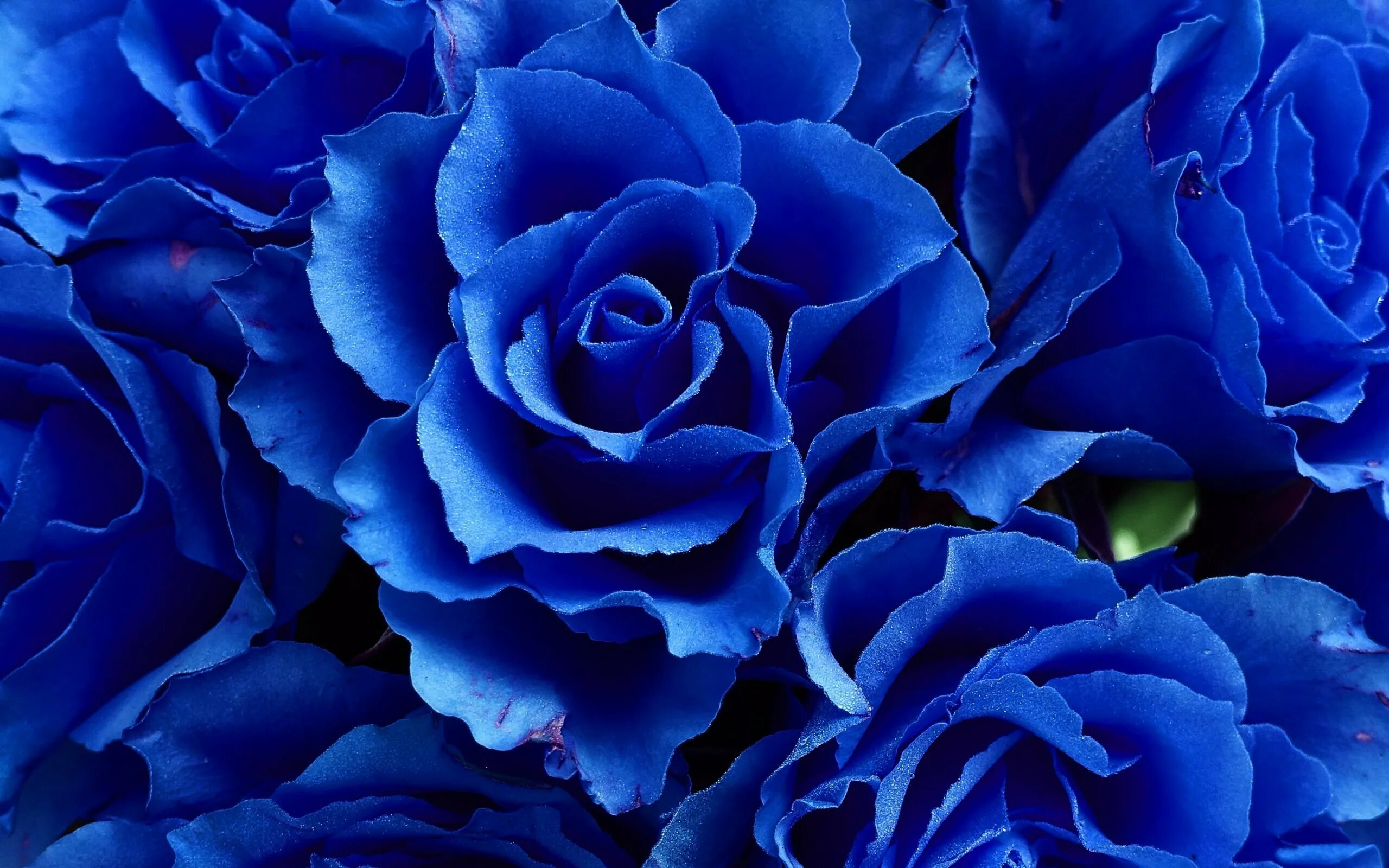 Выполнен в голубом цвете голубой. Голубые розы Сантори.