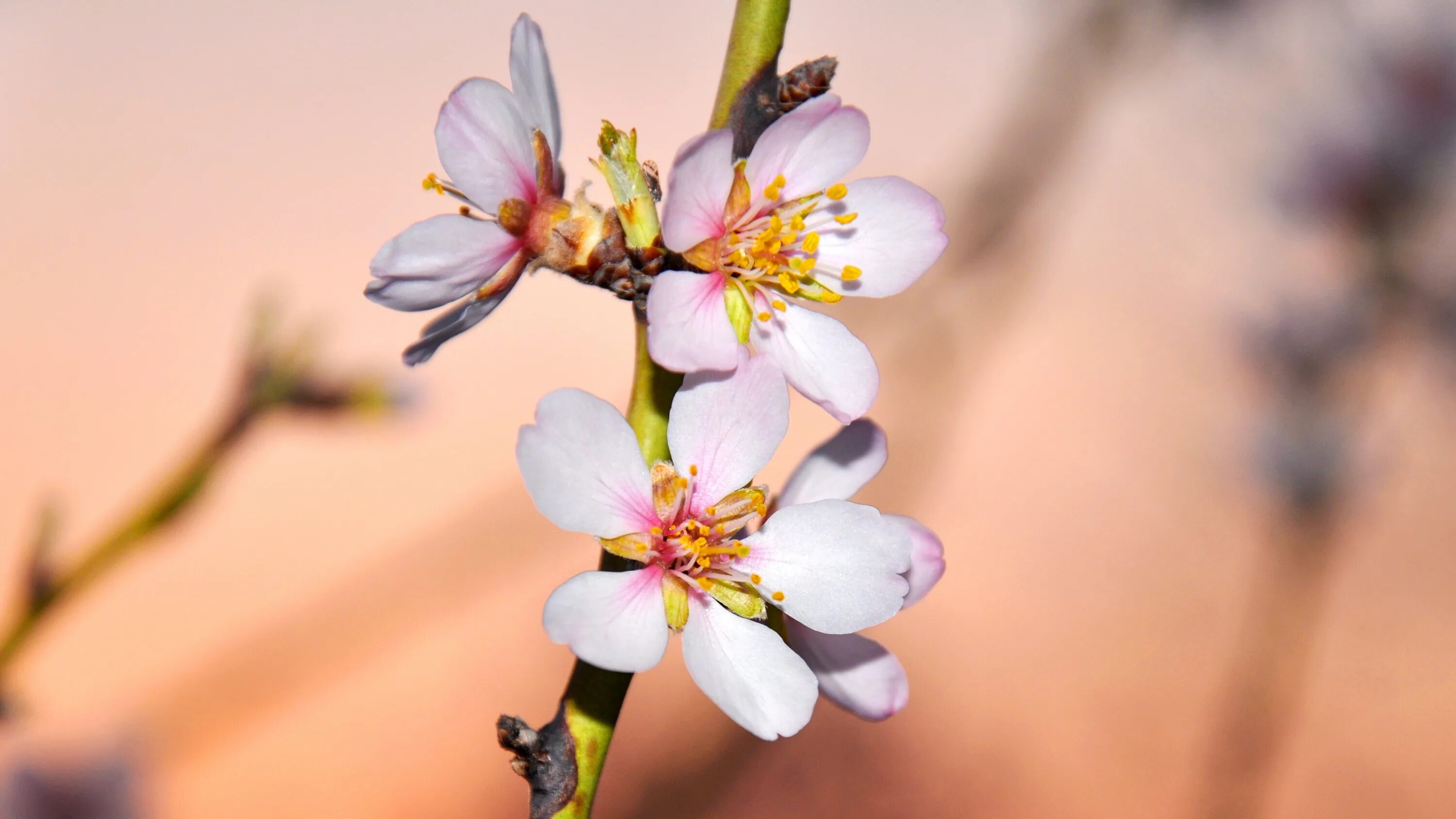 Цветущая миндаль. Миндаль Ледебура. Ветка миндаля. Сакура миндаль. Almond blossom