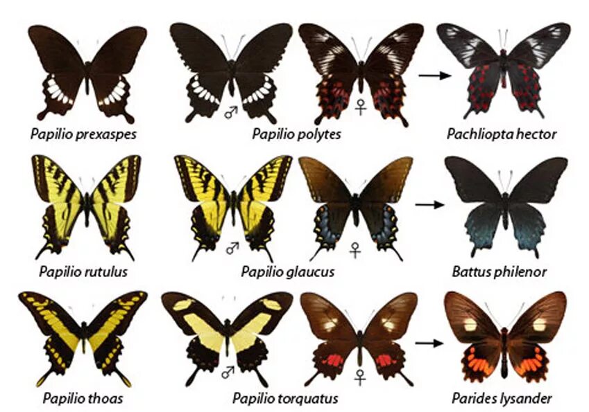 Какие имена бабочек. Бабочки и их названия. Разновидности бабочек. Название известных бабочек. Бабочки разновидности с названиями.