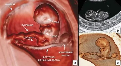 18 недель беременности что происходит с малышом