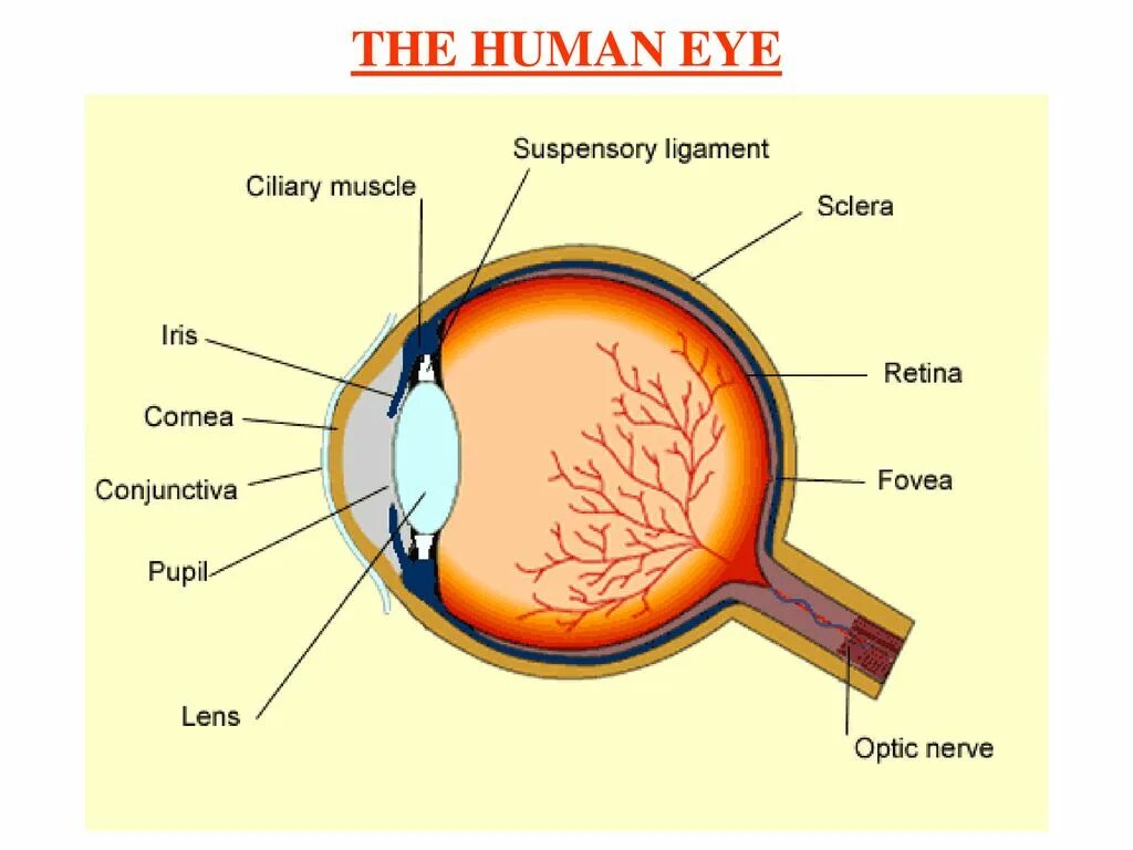 Eye structure. Human Eye structure. Human Eye diagram. Retina of the Eye structure. Human structure