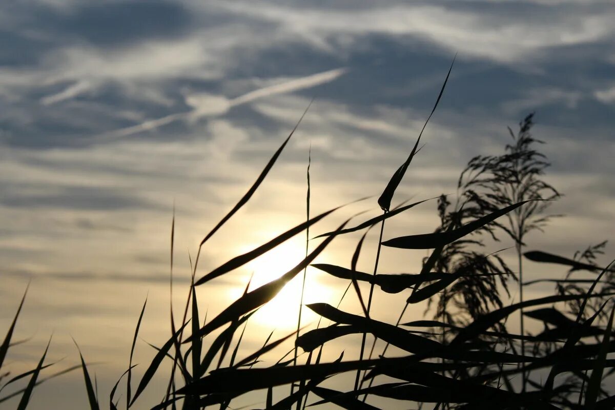 Однажды вечером в траве. Силуэт травы на горизонте. Атмосфера трава. Силуэт травы на фоне неба. Линия горизонта фото.