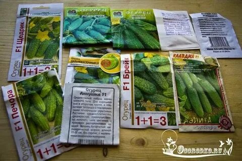 Огурец семена лучшие сорта для открытого