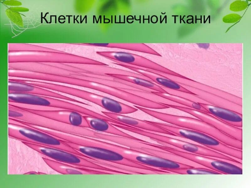 Гладкие мышцы многоядерные. Веретеновидные клетки мышечной ткани. Клетки гладкой мышечной ткани. Гладкая мышечная ткань изображение клетки ткани. Клетка гладкой мышечной ткани рисунок.