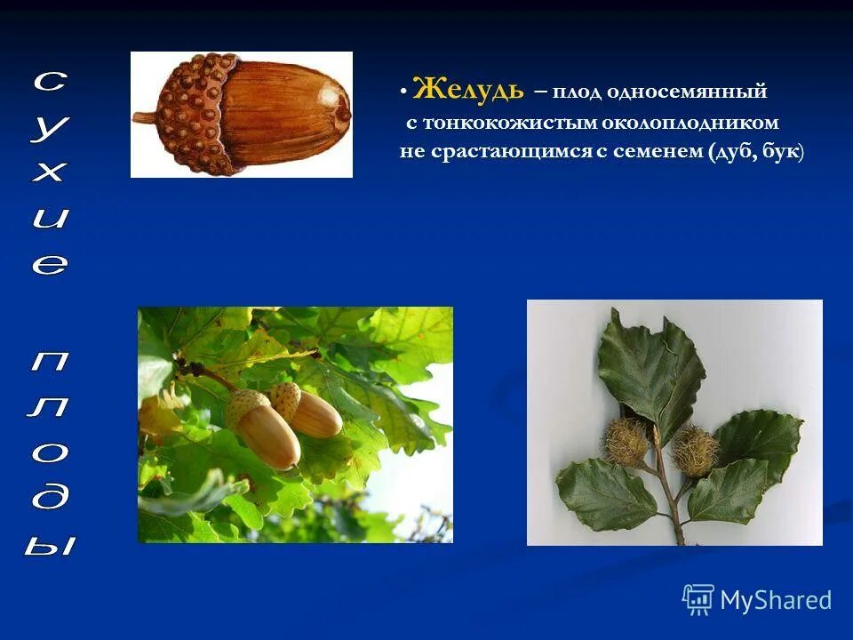 Atropurpurea желуди. распространение желудя. дуб распространение семян. вид плода желудь. распространение желудя.