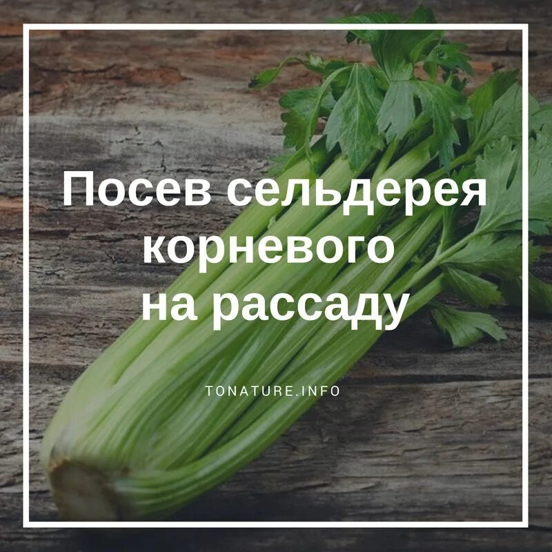 Посадка семян корневого сельдерея. Сельдерей черешковый посев. Сельдерей черешковый корневой семена. Рассада сельдерея черешкового. Посадка черешкового сельдерея сельдерей.