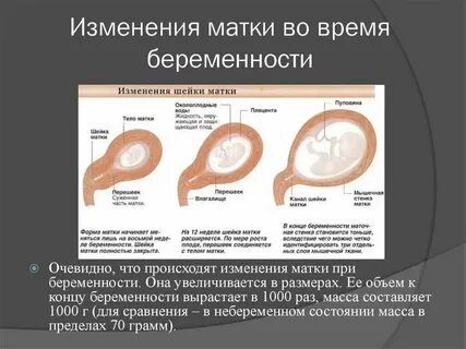 Чувствую матку во время