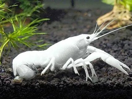 Рачки животные