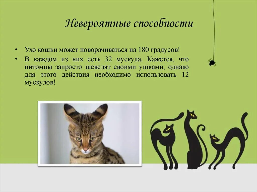 Почему кошка поворачивается. Интересные факты о котах. интересные презентации про кошек. способности кошек. кошачье ухо поворачивается на 180 градусов.