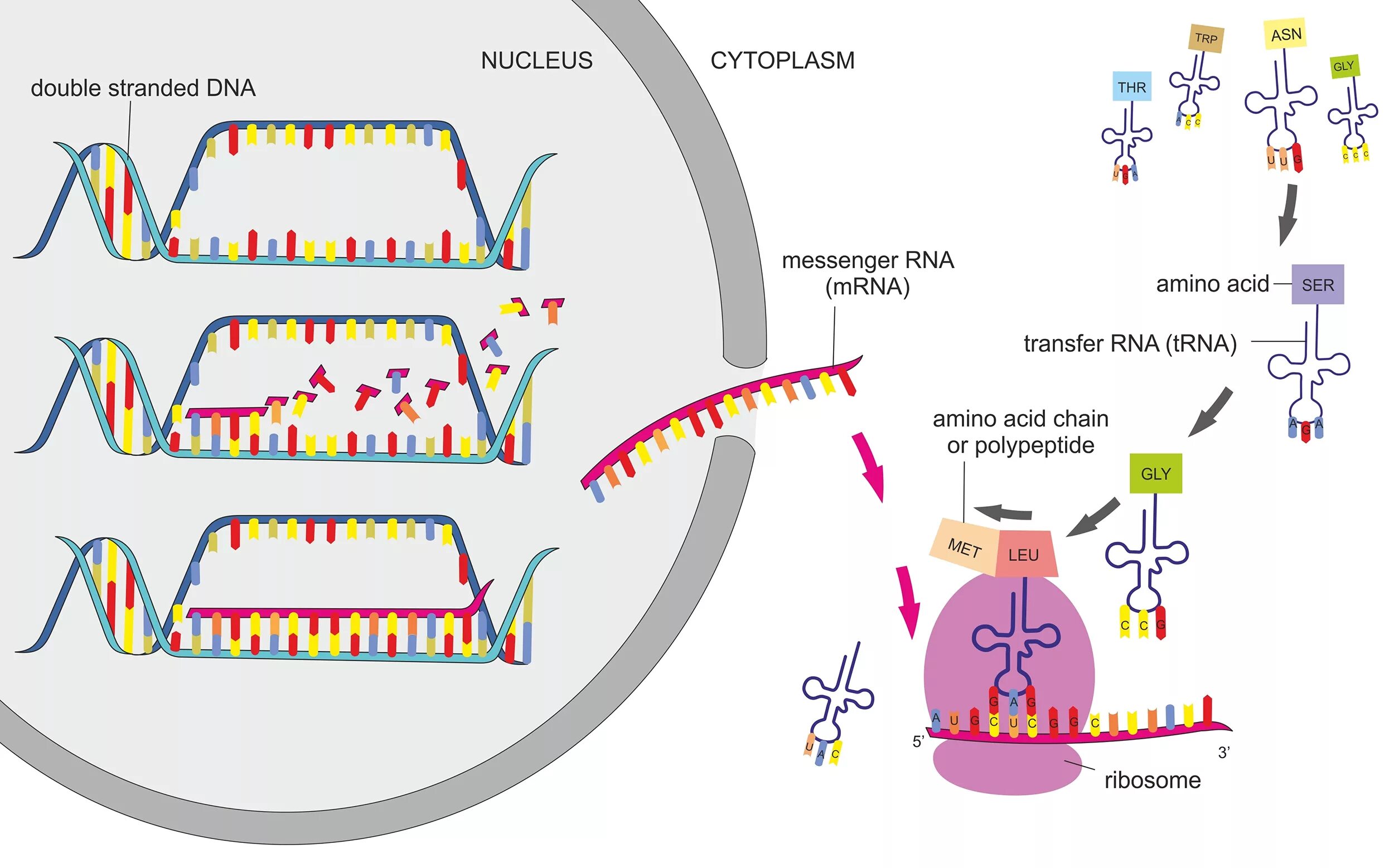 Тест днк рнк. Protein Synthesis process. Protein Synthesis DNA. Транскрипция и трансляция в биологии. Protein Synthesis by ribosomes.