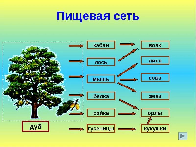 Пищевая сеть широколиственного леса. Пищевая сеть широколиственного леса схема. Пищевая сеть примеры. Цепи питания. Цепь питания желуди