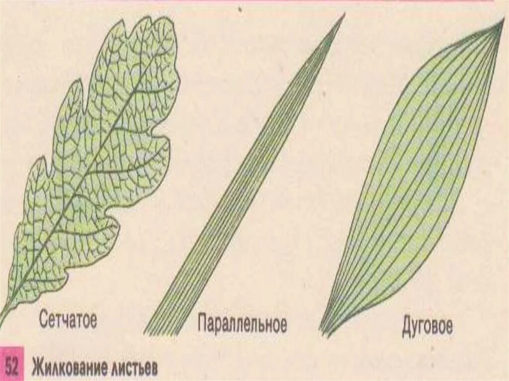 Пальчато сетчатые листья. Жилкование листьев сетчатое параллельное дуговое. Жилкование листа сетчатое параллельное дуговое. Тип жилкования листа параллельное дуговое сетчатое. Нарцисс жилкование листа.