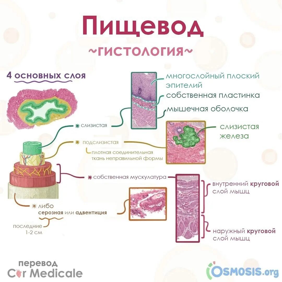 Слои пищевода