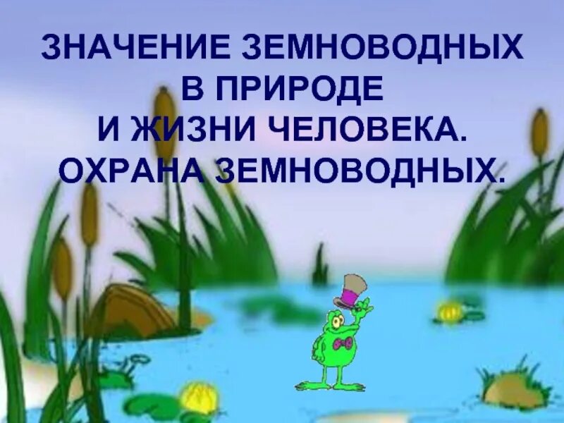 Какое значение земноводных в жизни человека. Значение земноводных в природе и жизни человека. Значение земноводных в природе. Земноводных в жизни человека. Значение амфибий в природе и жизни человека.