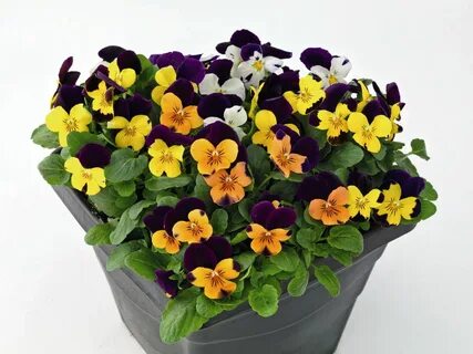 Виола черенки