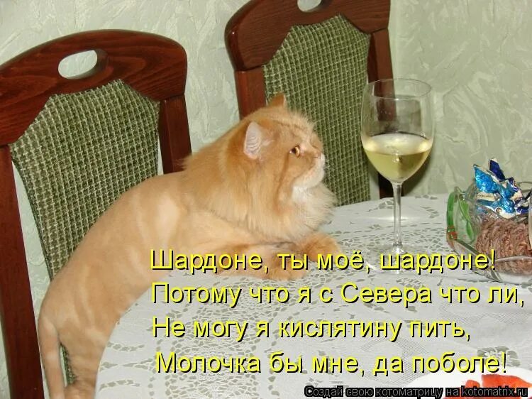 Я сегодня пил и буду пить песня. Открытка выпил и снова налил. Выпьем и снова нальем. Кот и шампанское. Кот с выпивкой.