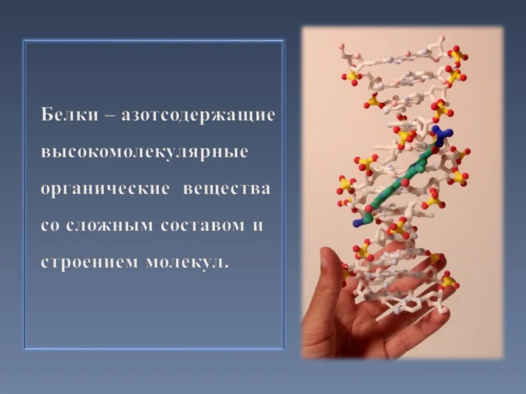 Горение белков. Белки органические вещества. Химические свойства белков горение. Белки высокомолекулярные азотсодержащие соединения.