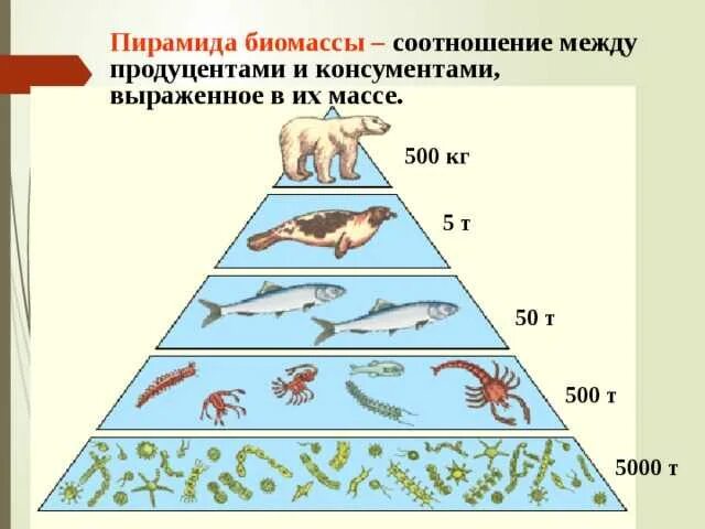 составляющие основу живых организмов. содержание химических элементов в живых организмах. полная классификация живых организмов. составляющие основу живых организмов. составляющие основу живых организмов.