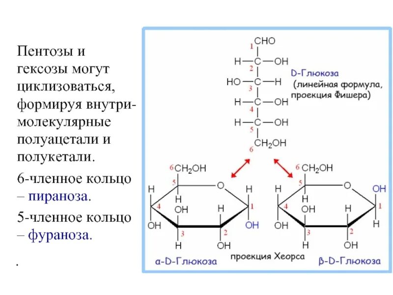 Фураноза пентоза. Пентозы и гексозы. Пираноза рибозы. Фураноза моносахарид. Гексоза это