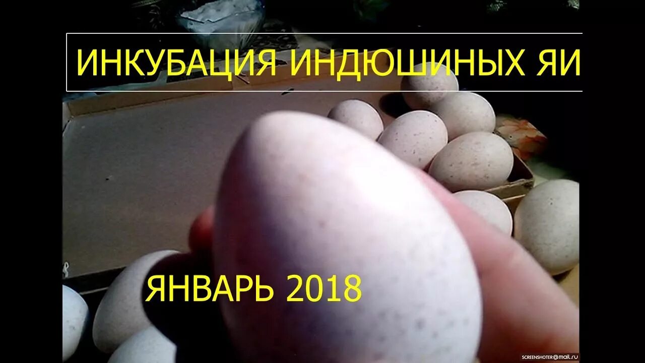 Инкубация индюшат. Таблица инкубации индюшиных. Таблица инкубации индюков. Инкубационная таблица индюков. Инкубирование индюшиных яиц.