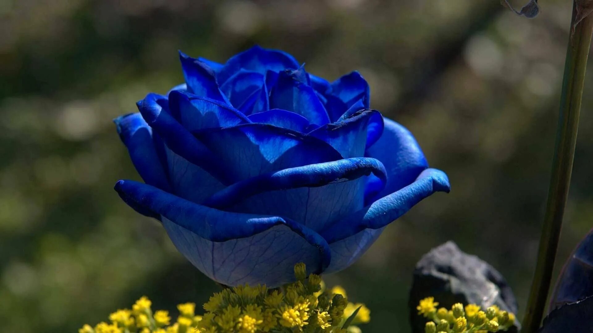 Фотография синего цвета. Роза Пасифик Блю. Роза Пацифик Блю. Роза голубая Лагуна. Роза клумбовая голубой медведь.