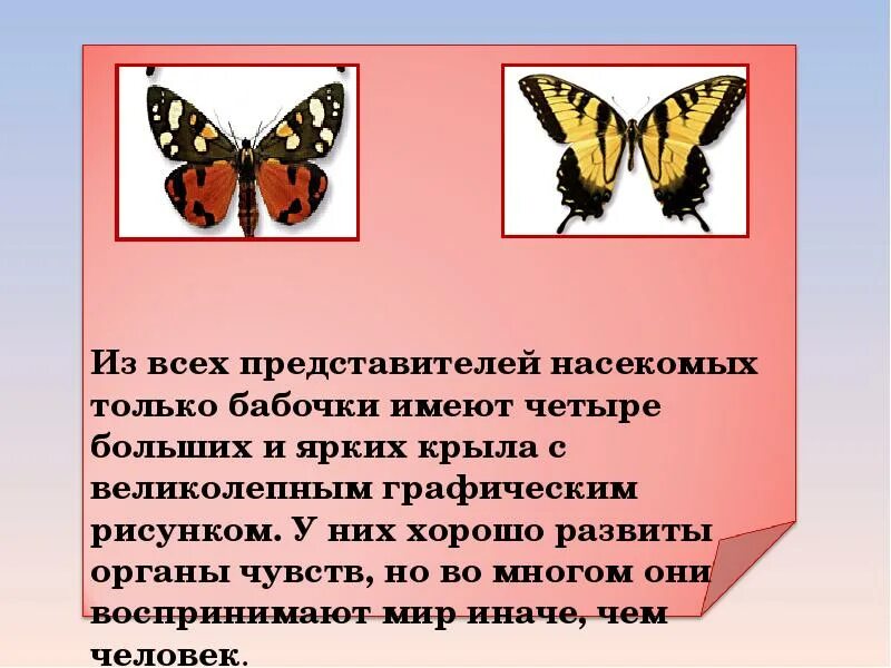 Рассказ о бабочках 2 класс. Презентация на тему бабочки. Доклад про бабочку. Бабочки для презентации. Бабочки 2 класс.