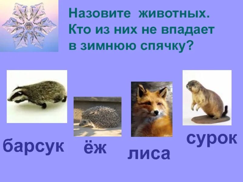 Пример животных которые впадают в зимнюю спячку. Животные впадающие в спячку. животные впадающие в спячку зимой. животные не впадающие в спячку зимой. какие животные yt впадают в спячку.