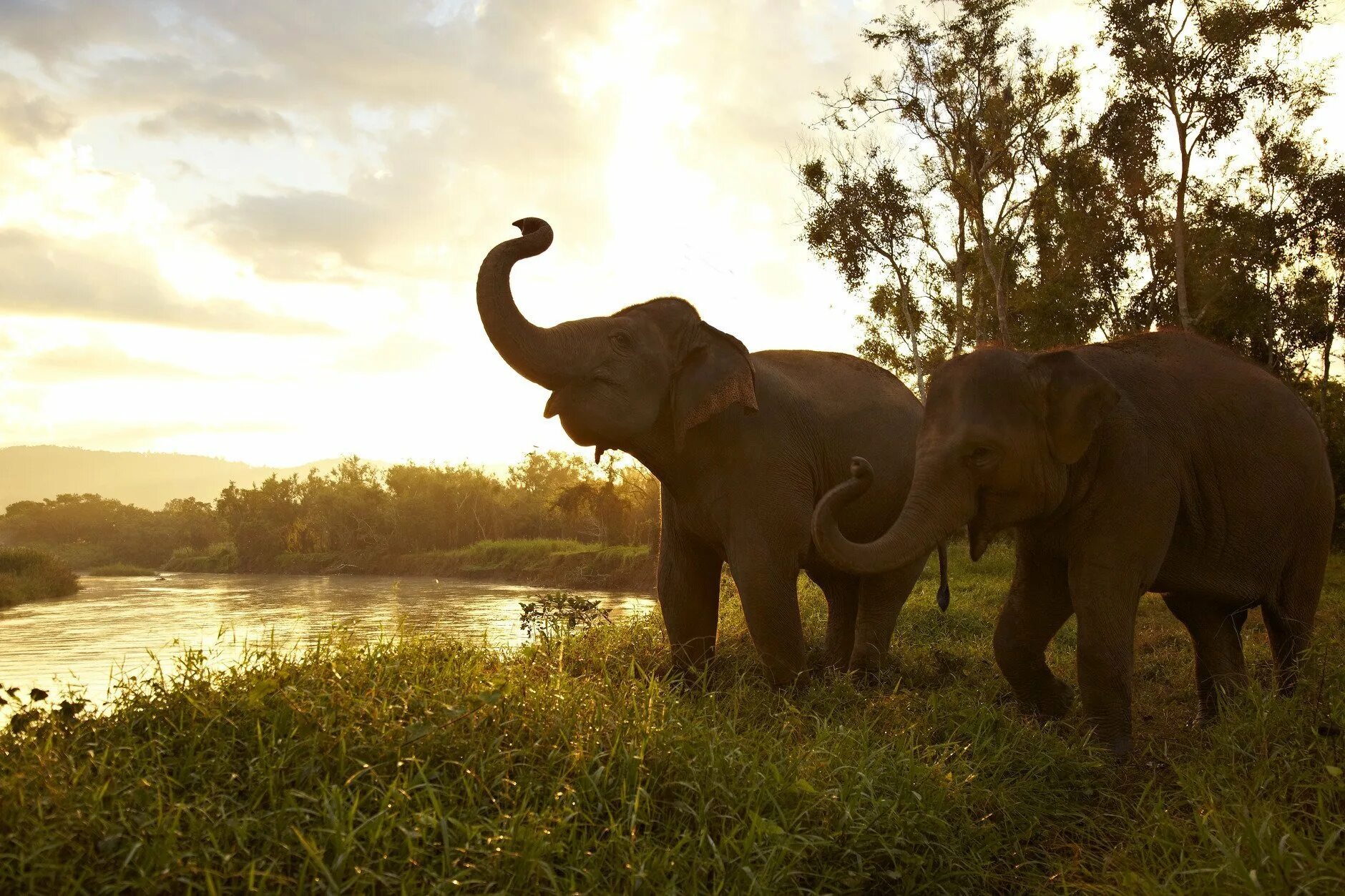 Картина слон с хоботом вверх. Слон с поднятым хоботом. Красивые слоны. Африканский слон. Elephants time
