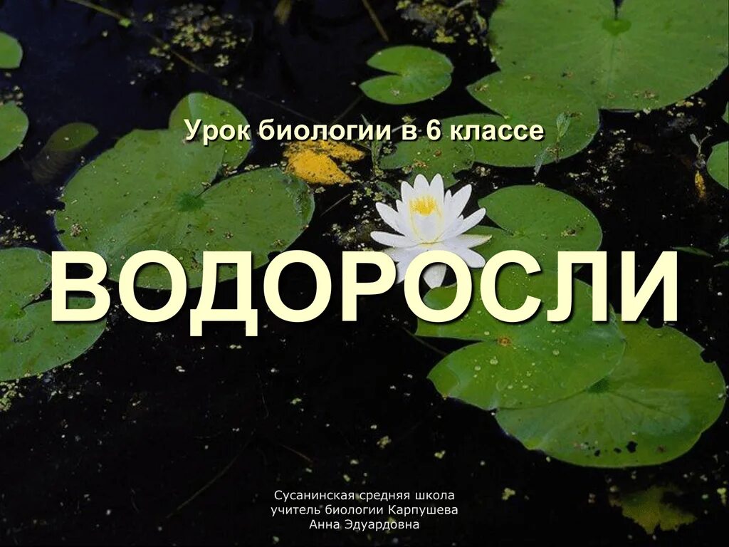 Водоросли урок